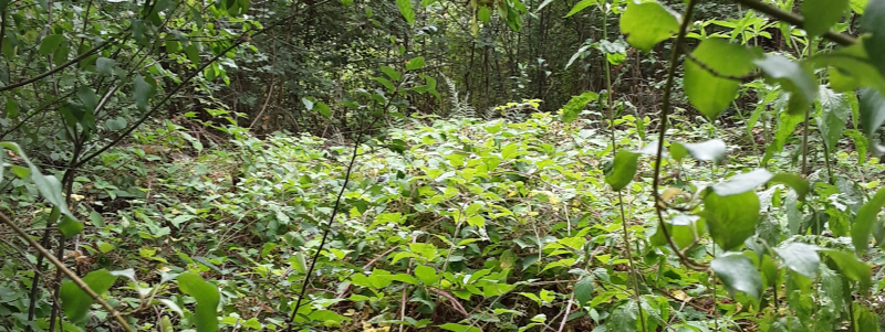 brainville_friche.png brainville_friche.png