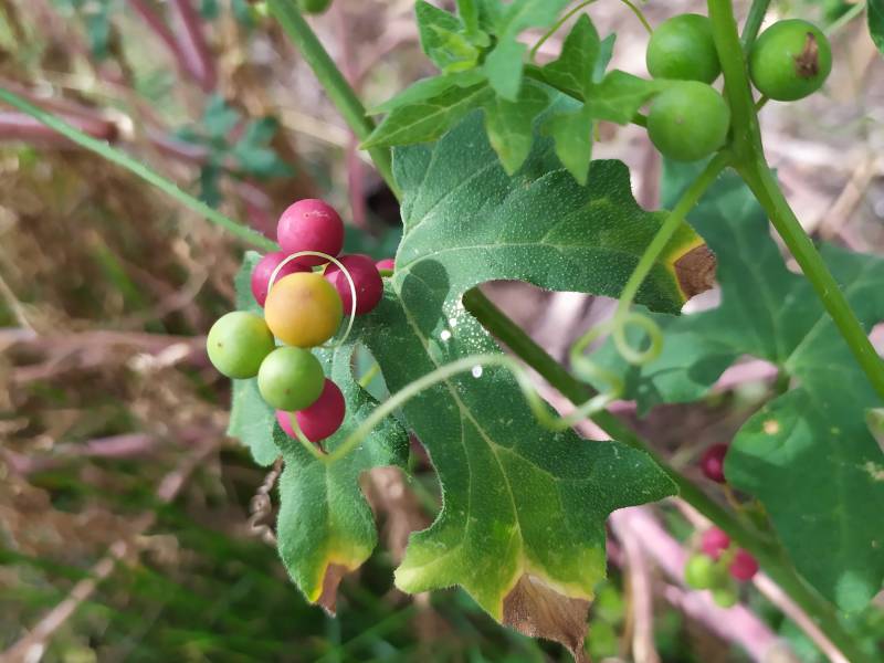 img_20200818_152038.jpg img_20200818_152038.jpg