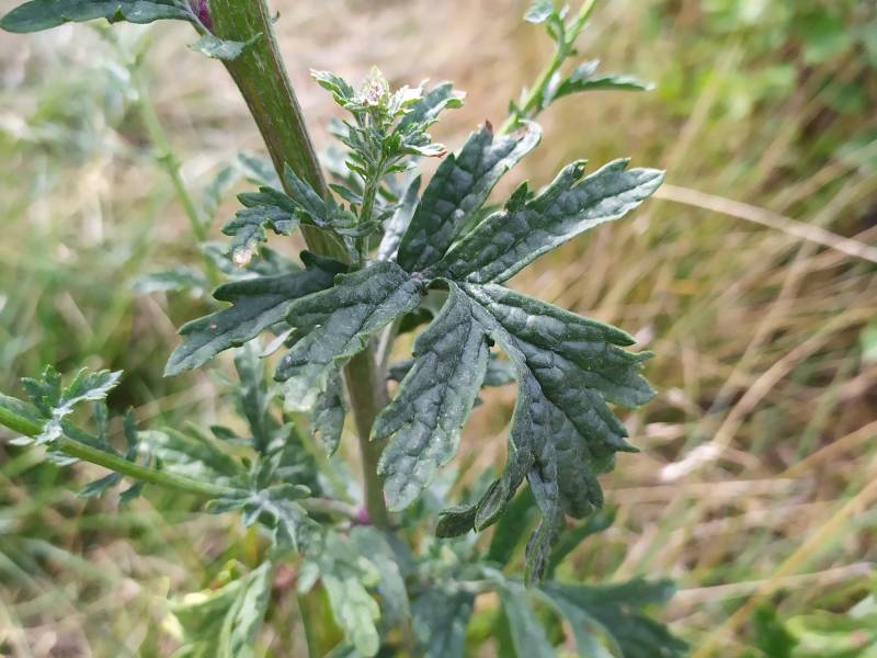 img_20200818_151732.jpg img_20200818_151732.jpg