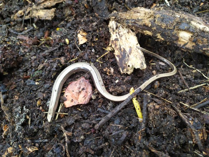 img_20200818_173649_1.jpg img_20200818_173649_1.jpg