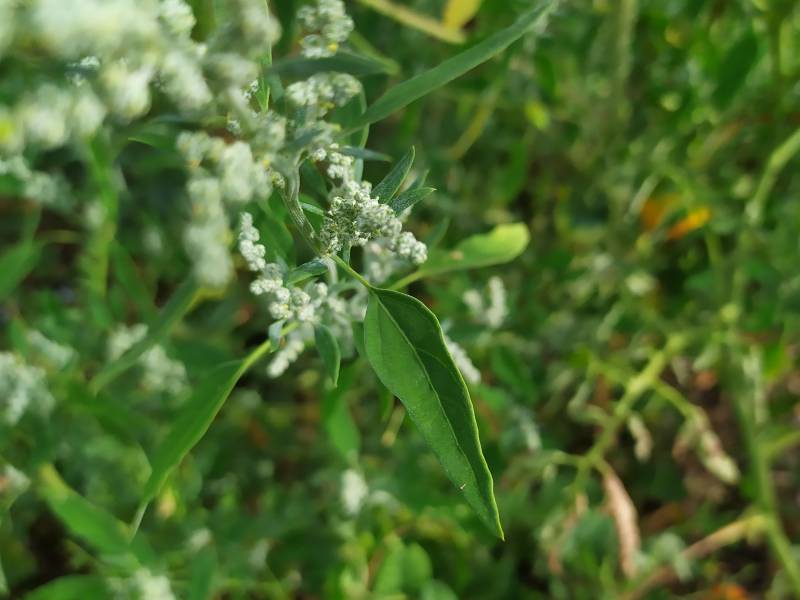 img_20200818_151916.jpg img_20200818_151916.jpg