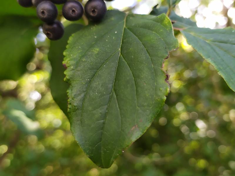 img_20200818_164458.jpg img_20200818_164458.jpg