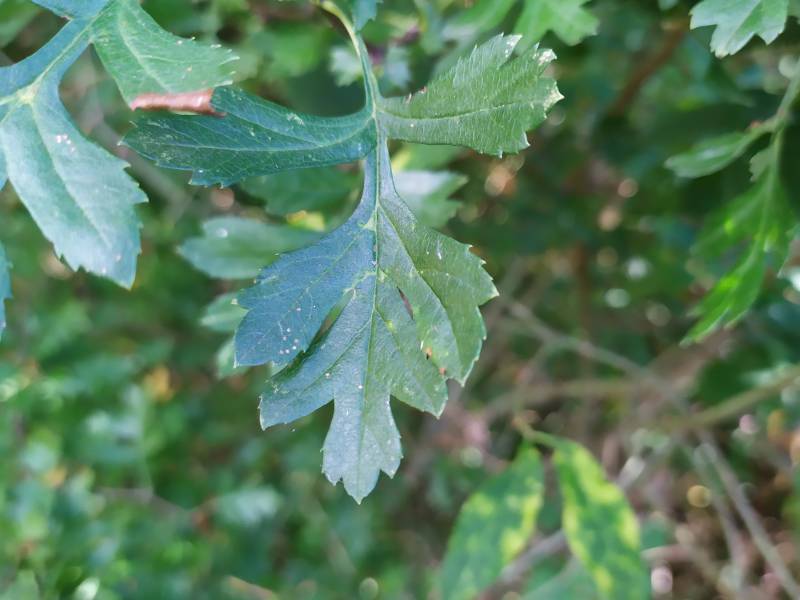 img_20200818_164639.jpg img_20200818_164639.jpg