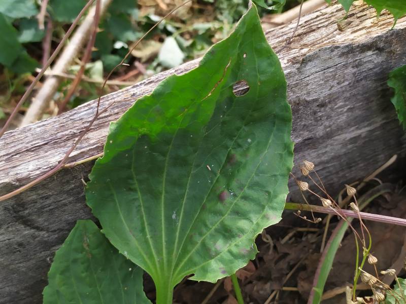 img_20200818_151848.jpg img_20200818_151848.jpg