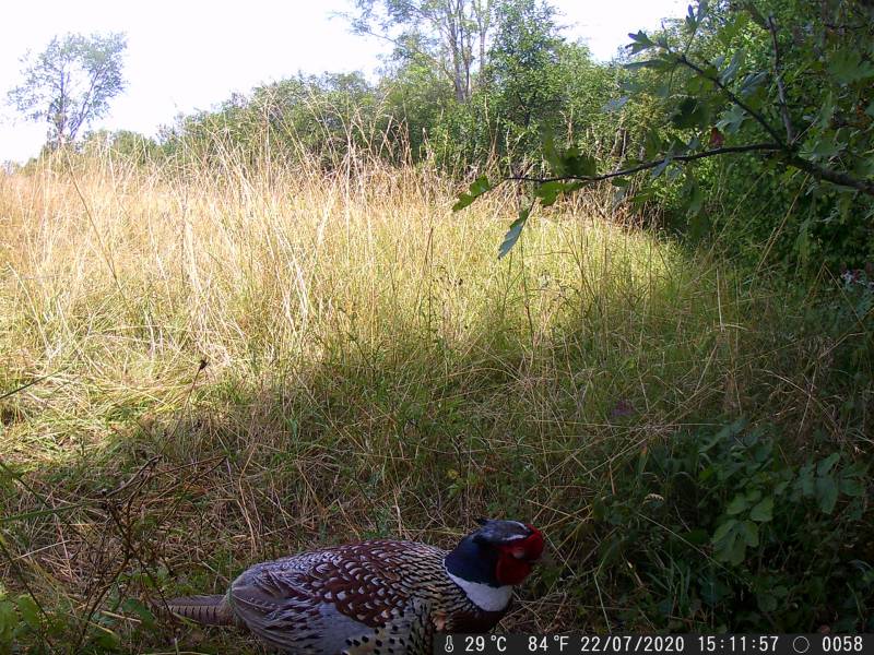 pp_2020-07-22_faisan_xirocourt.jpg pp_2020-07-22_faisan_xirocourt.jpg