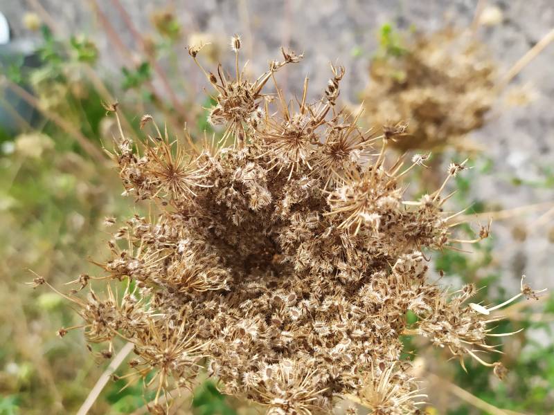 img_20200818_151949.jpg img_20200818_151949.jpg