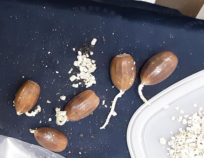 germes.png germes.png