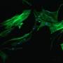 actin.jpg