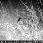 pp_2020-10-09_mustelid2_xirocourt.png
